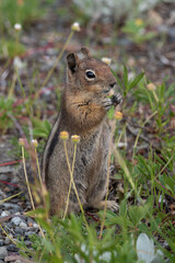 Naklejka na ściany i meble Groundsquirrel eating a dandelion at blackwall peak, Manning Park Canada