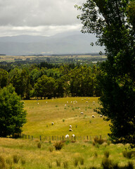 Fototapeta premium Sheep afield 