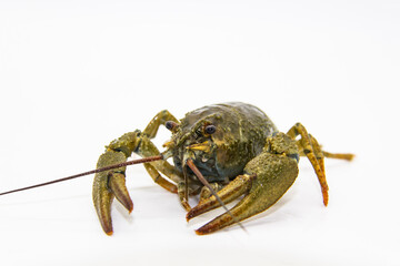 A fresh crayfish or lobster from the river on a white background.