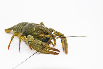 A fresh crayfish or lobster from the river on a white background.