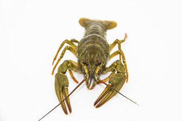 A fresh crayfish or lobster from the river on a white background.