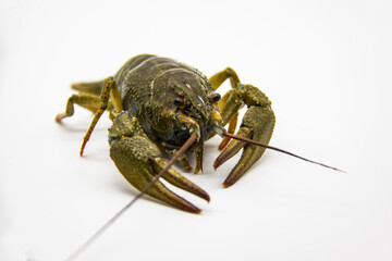 A fresh crayfish or lobster from the river on a white background.