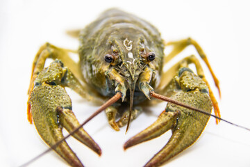 A fresh crayfish or lobster from the river on a white background.