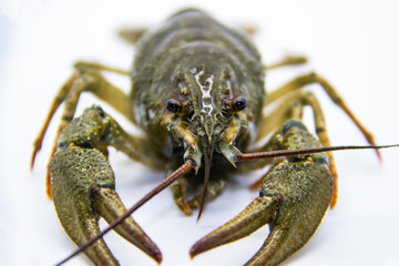 A fresh crayfish or lobster from the river on a white background.