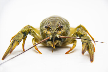 A fresh crayfish or lobster from the river on a white background.