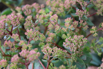 Sedum Fetthenne Knospen