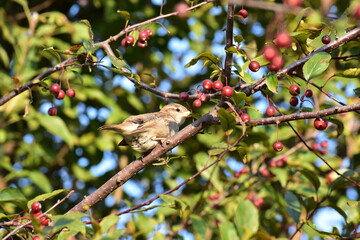 bird on a branch of a tree