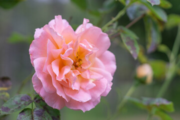 A pink rose in a rose garden with a softened background. 