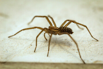 Nahaufnahme einer Winkelspinne. Winkelspinnen sind eine Inversive Art in Deutschland.