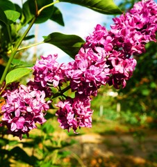 lilac flowers in the garden