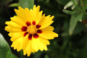 Mädchenauge Coreopsis Blüte einzeln