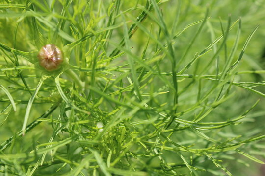 Cosmee Cosmea Knospe mit Laub Hintergrund