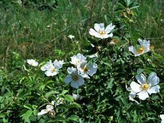 white wild rose flowers
