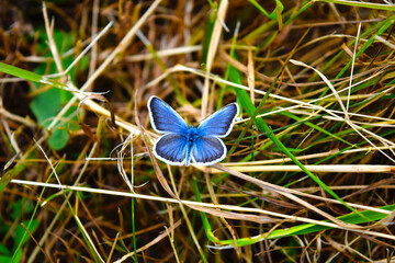 A blue butterfly - close-up of Icarus Polyommatus are sitting on the grass.