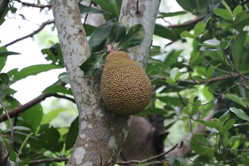 National fruits of Bangladesh