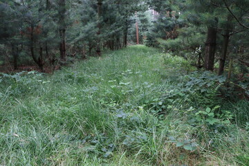 der Waldboden