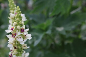 Verbascum Königskerze blühend