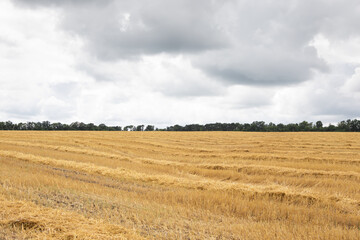 Fototapeta na wymiar A field with straw before rain