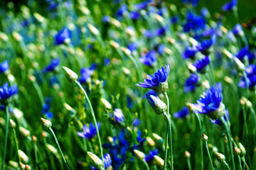 Meadow flowers of blue cornflowers.