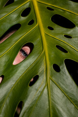 Fototapeta na wymiar Fotografía de hoja verde con ojo humano mirando