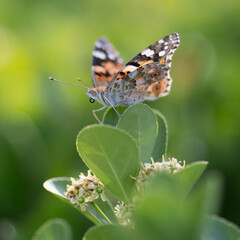 Beautiful butterfly 