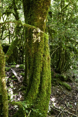 Obraz premium Forest in belagua