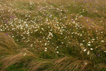 Field of Flowers