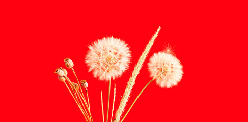 Red background with white inflorescences of dandelion and dry poppy. Creative space for design.