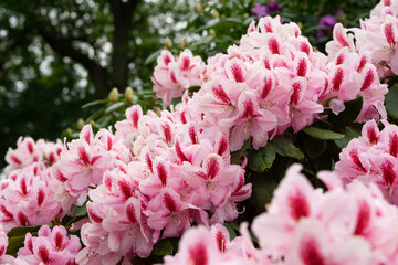 colorful rhododendron flowers or blossoms in the forest
