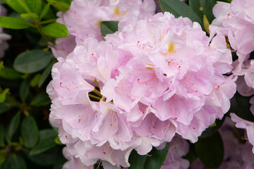 colorful rhododendron flowers or blossoms in the forest