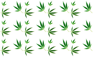 Pattern from hemp leaves on white background. Creative space for design.