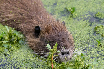 portrait of a young coypu in the middle of the lentils in a river in the South of France