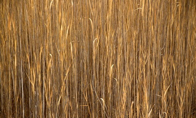 Reeds in Fall