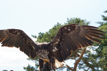 great eagle with wide wings