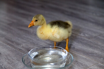 Young goose on a floor and glass bowl with water.