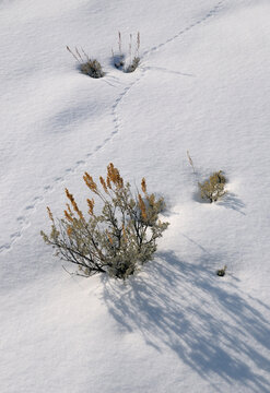 Deer mouse tracks on fresh snow with Sagebrush near Blacktail Deer Creek Yellowstone Park in winter