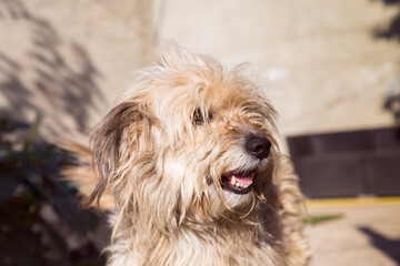 Naklejka na ściany i meble Portrait of a cute shaggy mixed breed dog.