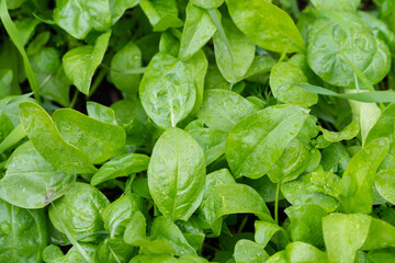 Spinach leaves grow in the garden beds, growing spinach in the garden.