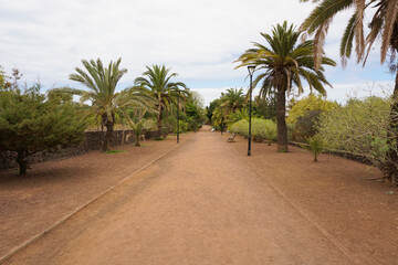 Fototapeta na wymiar dusty park with palm trees in Tenerife