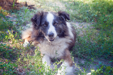 Portrait of a cute shaggy mixed breed dog.