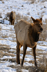 Female Elk grazing in grassland hills Gardiner Montana near Yellowstone Park