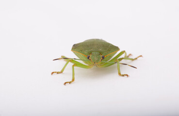 a closeup view of a green stink bug on a white background.