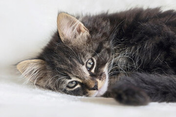 close up of a long hair Norwegian forest cat kitten on white blanket 