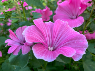 Pink flowers of Lavatera in the garden. Blooming summer flower bed. Close-up photo of flowers.