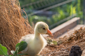 Young goose is walking in a backyard.