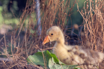 Young goose is walking in a backyard.