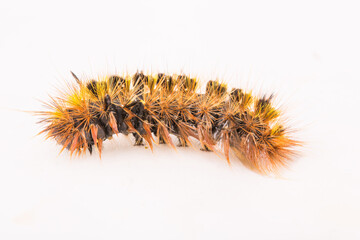 a closeup view of a vermin caterpillar on a white background