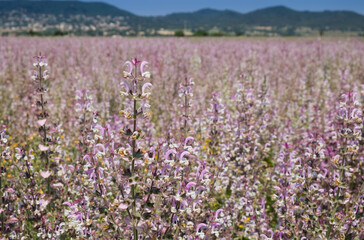 Fototapeta premium Lavender fields in Provence. France