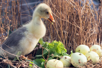 Young goose is walking in a backyard.