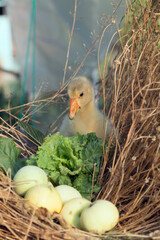 Young goose is walking in a backyard.